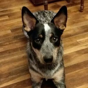 Meet your Posher, Sam